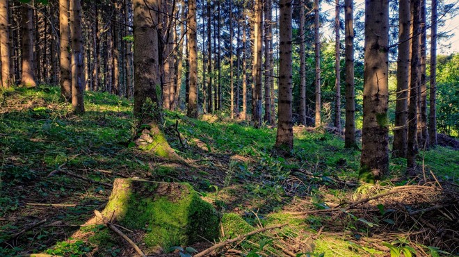 V gozdovih je v teh dneh manj varno kot sicer – preberite, zakaj (foto: Profimedia)