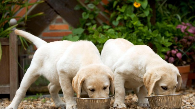 Nova študija šokirala znanost – kolikokrat na dan naj bi hranili psa? (foto: Profimedia)