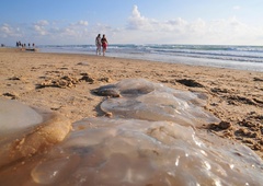 Meduzja invazija: klobučnjake opazili tudi ob naši obali, problem pa je globalen