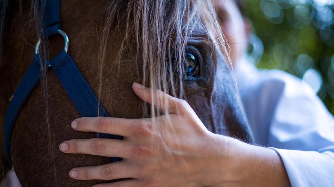 V grozovitih razmerah našli kar 40 konj! Poteka preiskava suma kaznivega dejanja (foto: Profimedia)
