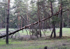 Pri podiranju drevesa umrl moški