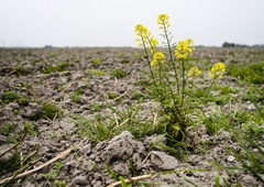 Presenečeni? Takšno bo stanje na našem planetu v prihodnjih petih letih