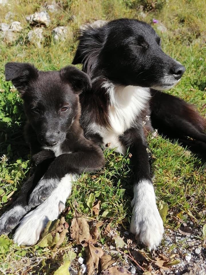 Polnopravni članici družine - border collie psički Mica in Lejdi.