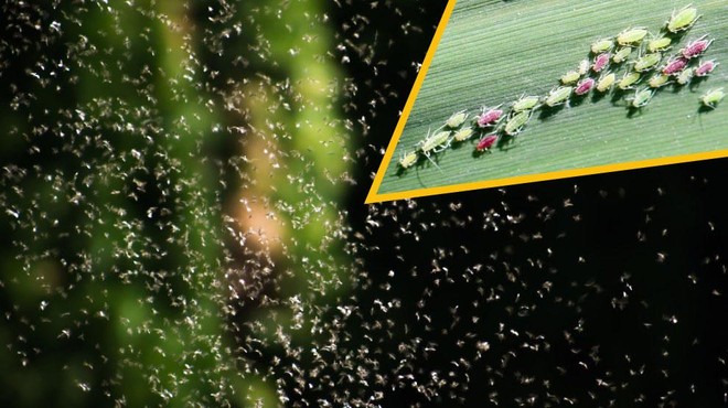Dalmacijo napadli NEVERJETNI roji mušic (foto: Profimedia)