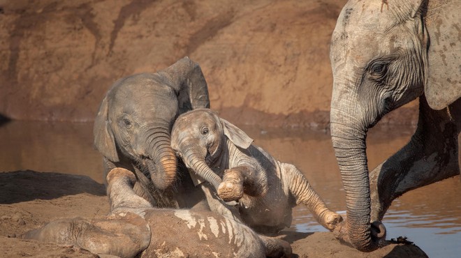 Vse več ljudi ubitih zaradi napadov slonov (foto: Profimedia)