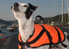 SPOZNAJTE rešeno psičko Ebo, ki je na prav posebni misiji