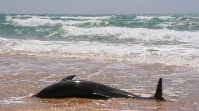 Neverjetno velik porast poginulih delfinov - znanstveniki ugotovili VZROK (foto: Profimedia)