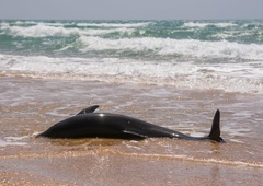 Neverjetno velik porast poginulih delfinov - znanstveniki ugotovili VZROK