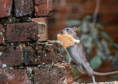 V Ljubljani vse več podgan: kje se zbirajo?