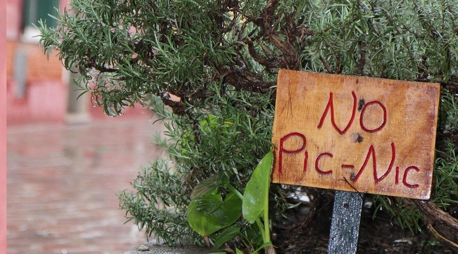Zaradi TEH divjih živali, so v Rimu pikniki trenutno prepovedani (foto: Profimedia)