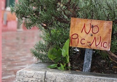 Zaradi TEH divjih živali, so v Rimu pikniki trenutno prepovedani