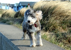 TAKO spremembe vremena vplivajo na vašega psa