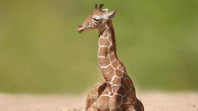 Poglejte, kako so mali žirafi rešili življenje: ogrelo vam bo srce! (foto: Profimedia)
