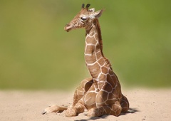 Poglejte, kako so mali žirafi rešili življenje: ogrelo vam bo srce!