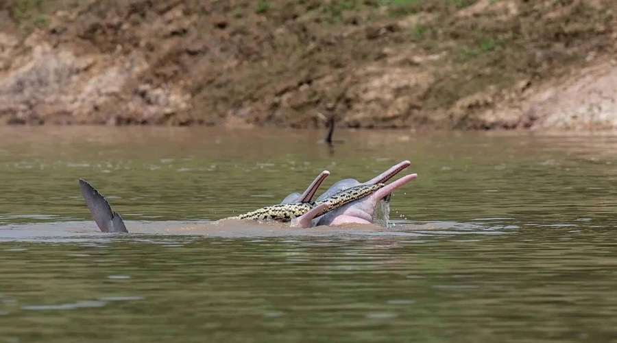 V troje: delfini so inteligentna bitja. Pa ste vedeli, da se med igro tudi vzburijo? (foto: Omar M. Entiauspe Neto, Steffen Reichle, Alejandro dos Rios)