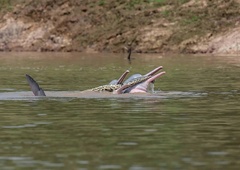 V troje: delfini so inteligentna bitja. Pa ste vedeli, da se med igro tudi vzburijo?