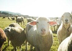 Kmetje zaskrbljeni: bodo ob koncu poletja še vedno imeli vse ovce, ki so jih spustili iz ograde?