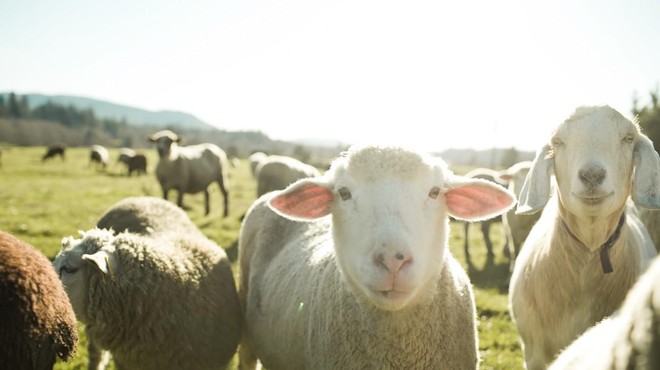 Kmetje zaskrbljeni: bodo ob koncu poletja še vedno imeli vse ovce, ki so jih spustili iz ograde? (foto: Profimedia)