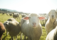 Kmetje zaskrbljeni: bodo ob koncu poletja še vedno imeli vse ovce, ki so jih spustili iz ograde?