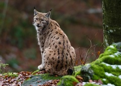 Po Snežniku se sprehaja ris iz Romunije. Kako mu bodo sledili na poti v svobodo?