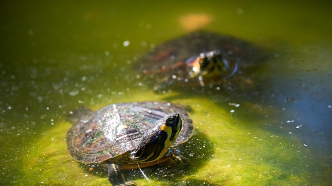 NEVERJETNO, kako male želvice vse skupaj pomagajo prijateljici (foto: Profimedia)