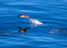Redka vrsta delfina po desetih letih spet opažena pri nas