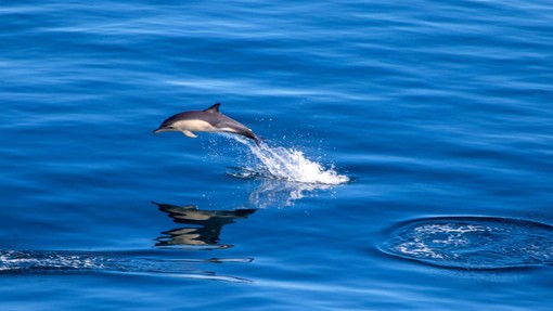 Redka vrsta delfina po desetih letih spet opažena pri nas