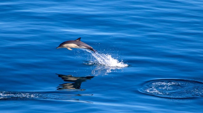 Redka vrsta delfina po desetih letih spet opažena pri nas (foto: Profimedia)