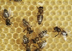 NEVERJETNO: od kdaj se kradejo panji in čebele?