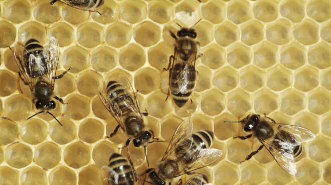 NEVERJETNO: od kdaj se kradejo panji in čebele? (foto: Profimedia)