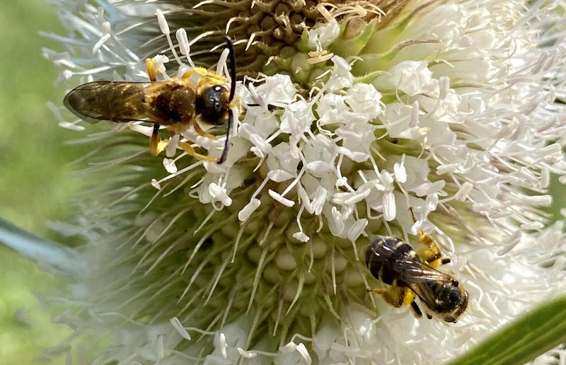 Drobne divje čebelice si bodo z veselje našle svoj dom v vašem novem hotelu za žuželke!