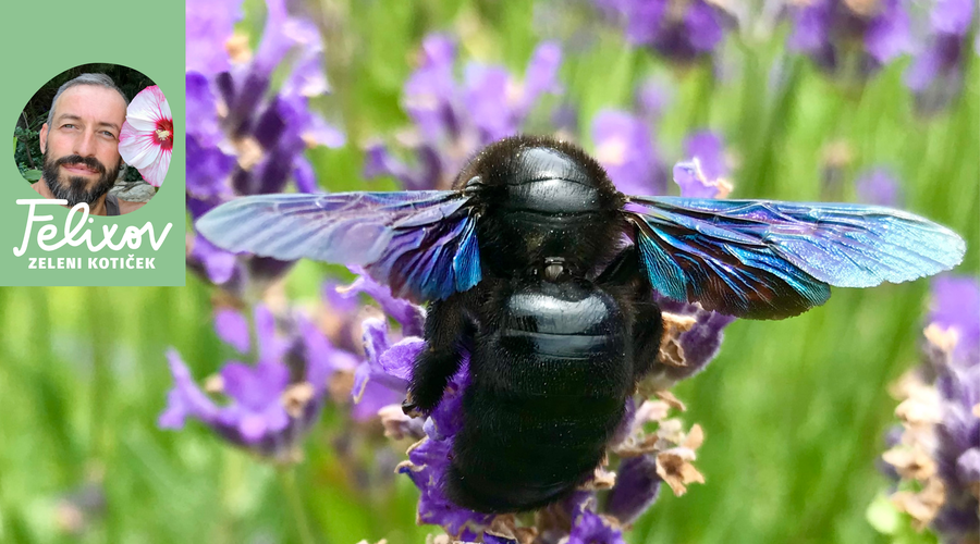 Kako ustvariti hotel za žuželke? Poskrbimo za sobivanje s koristnimi insekti na svojem vrtu (foto: osebni arhiv Srečko Blas)