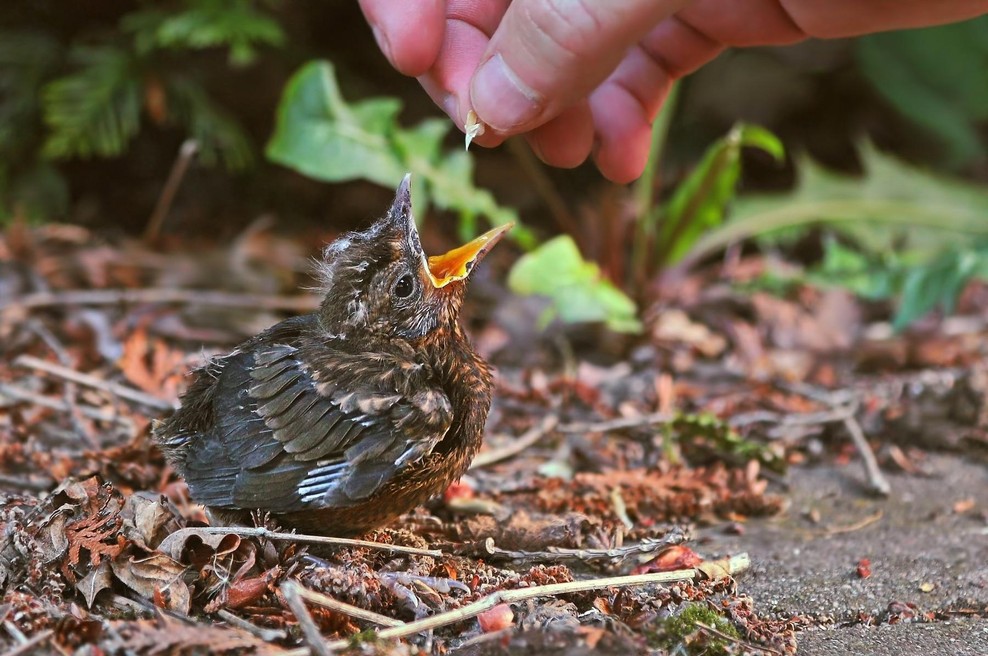 Ste našli ptičjega mladička? TEGA ne smete nikoli narediti (foto: Profimedia)