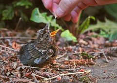 Ste našli ptičjega mladička? TEGA ne smete nikoli narediti