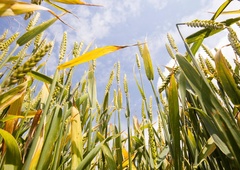 Stojimo pred grožnjo pomanjkanja hrane: problem je resnejši, kot si predstavljate