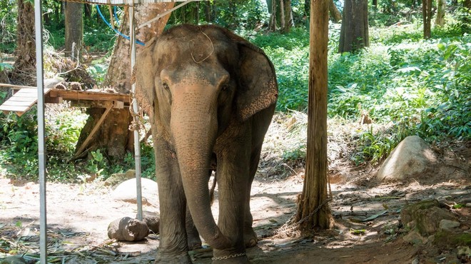 Kje se konča pravica človeka in začne pravica slonice Happy? (foto: Profimedia)
