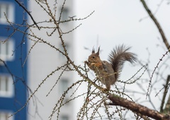 Katere bolezni prenašajo živali, ki živijo v mestih?