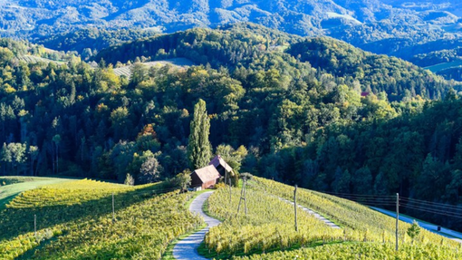 Slovenija, vinorodna dežela, bo svetu postregla z najboljšim!