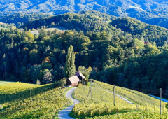 Slovenija, vinorodna dežela, bo svetu postregla z najboljšim!