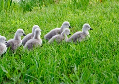 NEDOPUSTNO: so koprski labodji mladički spet v nevarnosti?