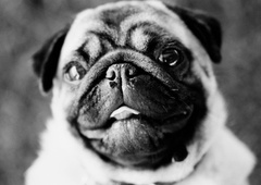 ''Ne kupujte več pasem, kot je mops,'' prosijo strokovnjaki