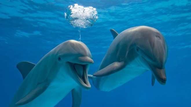 Znanstveniki šokirani ob odkritju:  TAKO delfini spoznajo svoje prijatelje (foto: Profimedia)