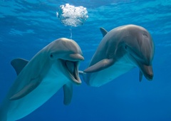 Znanstveniki šokirani ob odkritju:  TAKO delfini spoznajo svoje prijatelje