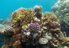 Katere sončne kreme zastrupljajo morje?