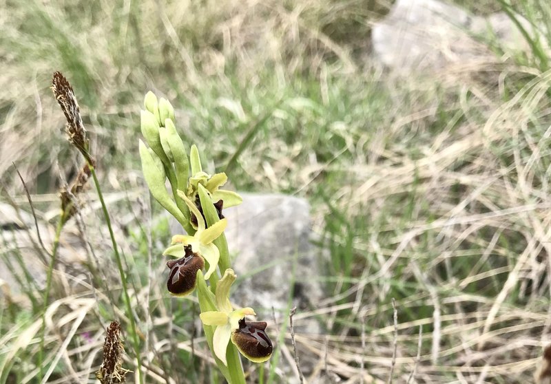 Osjeliko mačje uho (Ophrys sphegodes)