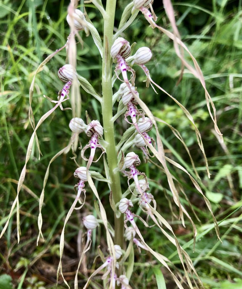 Jadranska smrdljiva kukavica (Himantoglossum adriaticum) je naša največja divja orhideja. Zraste do višine 1. metra! Jaz sem jo slikal v dolini Dragonje na Primorskem. Dolgo je veljala le za Primorsko orhidejo. A so v zadnjem času potrdili njeno prisotnost tudi v Beli Krajini, okolici Laškega in Halozah.