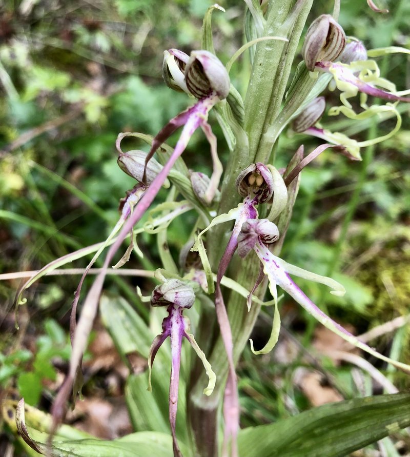 Jadranska smrdljiva kukavica (Himantoglossum adriaticum) je naša največja divja orhideja. Zraste do višine 1. metra! Jaz sem jo slikal v dolini Dragonje na Primorskem. Dolgo je veljala le za Primorsko orhidejo. A so v zadnjem času potrdili njeno prisotnost tudi v Beli Krajini, okolici Laškega in Halozah.