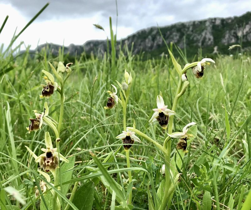 Osjeliko mačje uho (Ophrys sphegodes)