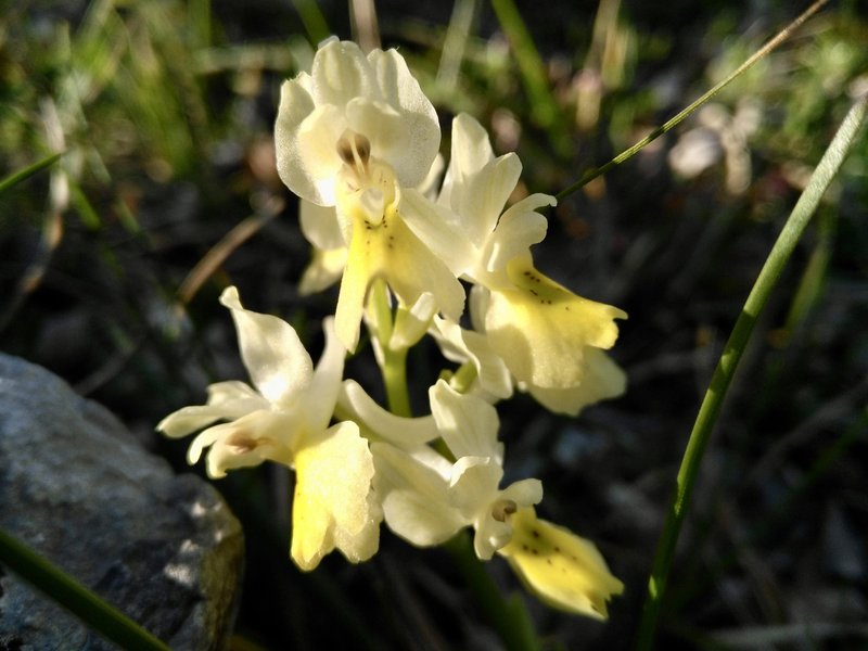 Bleda kukavica (Orchis pallens) in navadna kukavica (Orchis morio) sta najbolj znani in pogosti kukavici naših travnikov. Pri navadni kukavici lahko naletimo tudi na belo ali roza različico. To je pač ‘genski inženiring’ narave. :)