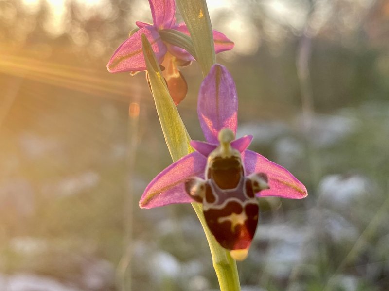 Čmrljeliko mačje uho (Ophrys holosericea)